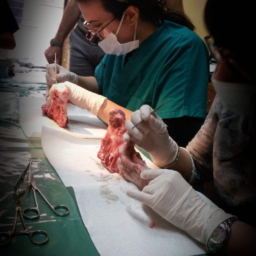 Apertura del lembo e suturazione, esercitazioni pratiche.
